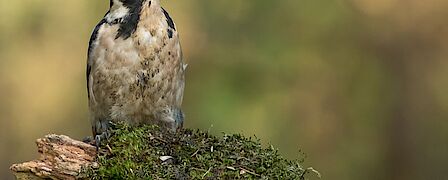 Sportveld Van der Meerhof Sportveld Van der Meerhof
