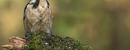 Tiny Forest Sterrenbos