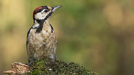 Boom in bak aan de Parnassia in Katwijk